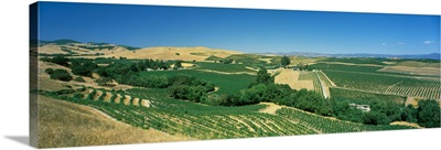 Vineyard, Carneros District, Napa Valley, Napa County, California