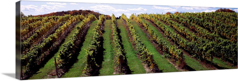 Vineyard, Chateau Chantal Winery, Traverse City, Grand Traverse County, Michigan