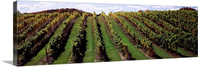 Vineyard, Chateau Chantal Winery, Traverse City, Grand Traverse County, Michigan