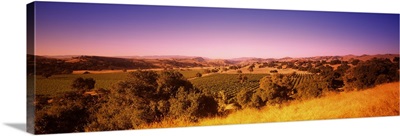 Vineyard, Firestone Vineyard, Los Olivos, Santa Ynez Valley, Santa Barbara County, California