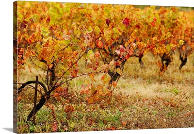 Vineyard in autumn, Gaillac, Tarn, Midi-Pyrenees, France