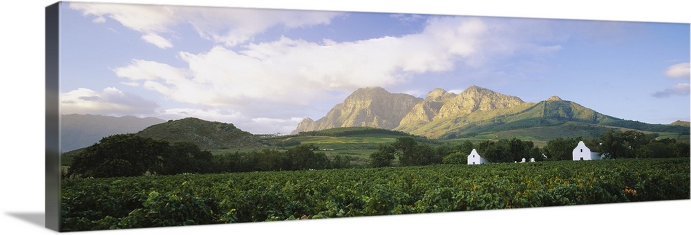 Vineyard in front of mountains, Babylons Torren Wine Estates, Paarl, Western Cape, Cape Town, South Africa