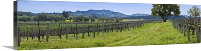 Vineyard in Sonoma Valley, California
