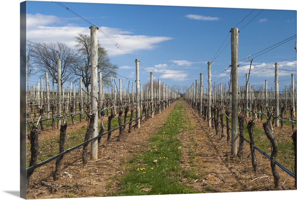 Vineyard in spring, Cutchogue, Suffolk County, Long Island, New York State, USA