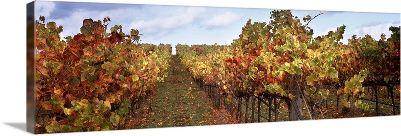 Vineyard, Napa Valley, California | Great Big Canvas