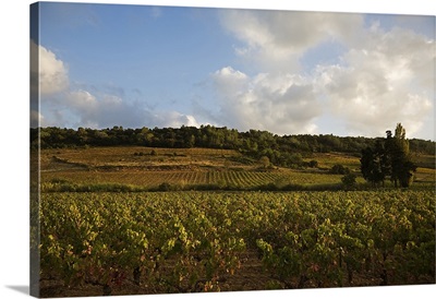 Vineyard near Cruzy, Languedoc Roussillon, France