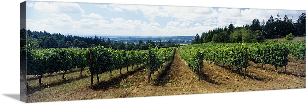 Vineyard on a landscape, Adelsheim Vineyard, Newberg, Willamette Valley, Oregon, USA