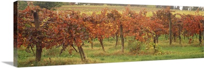 Vineyard on a landscape, Apennines, Emilia-Romagna, Italy