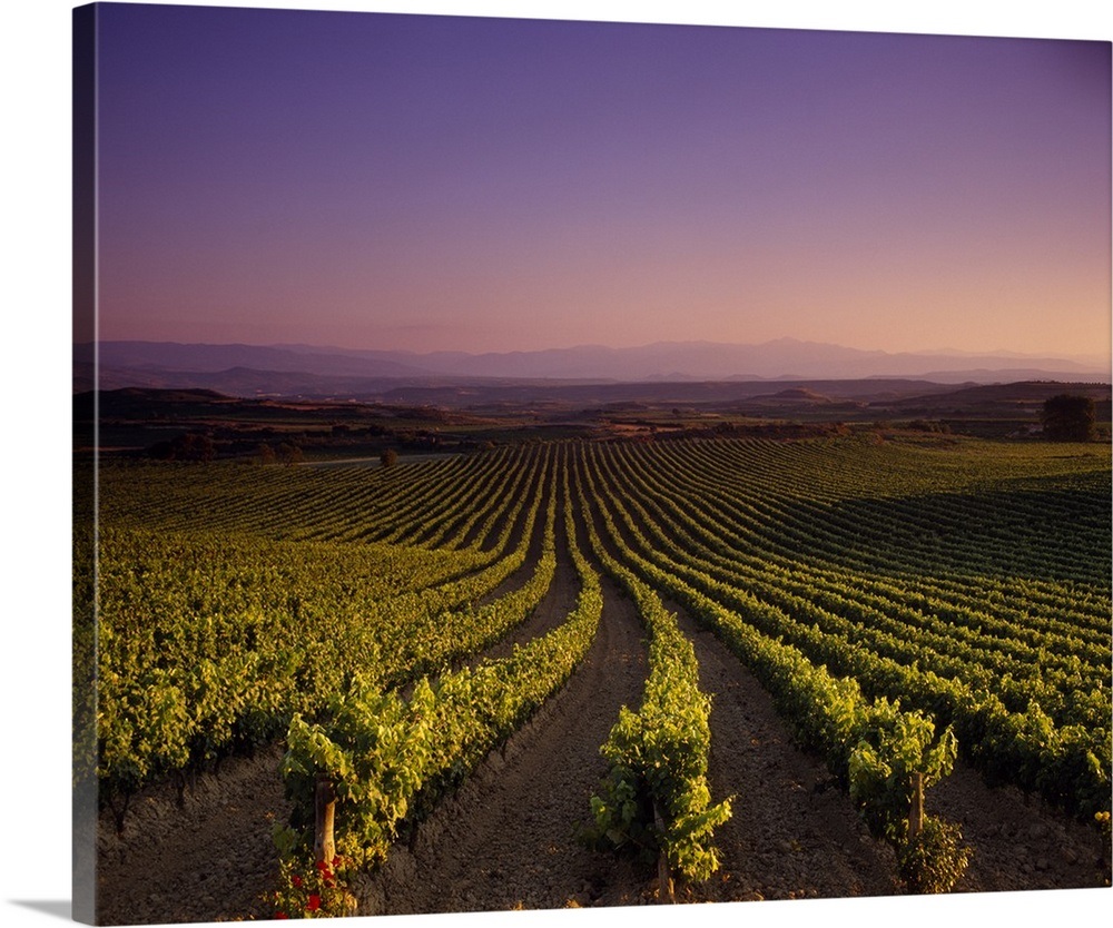 Vineyard on a landscape at dusk, St. Tropez, Provence, ProvenceAlpes