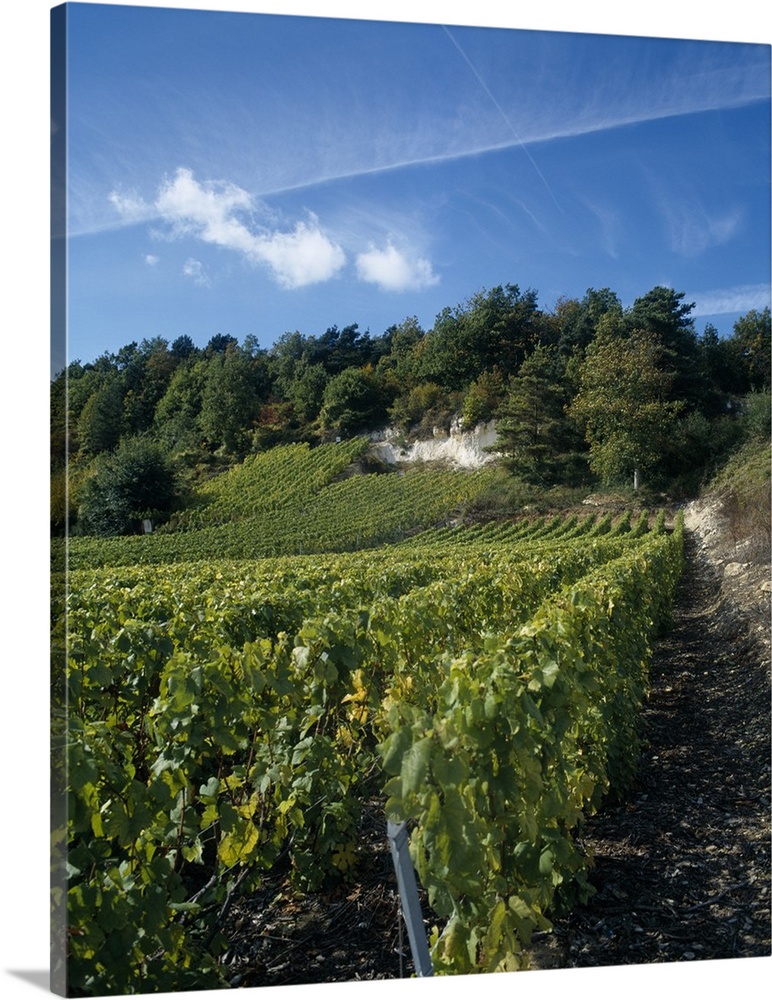 Vineyard on a landscape, Ay, Champagne, France