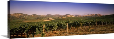 Vineyard on a landscape Carneros District Napa Valley Napa County California