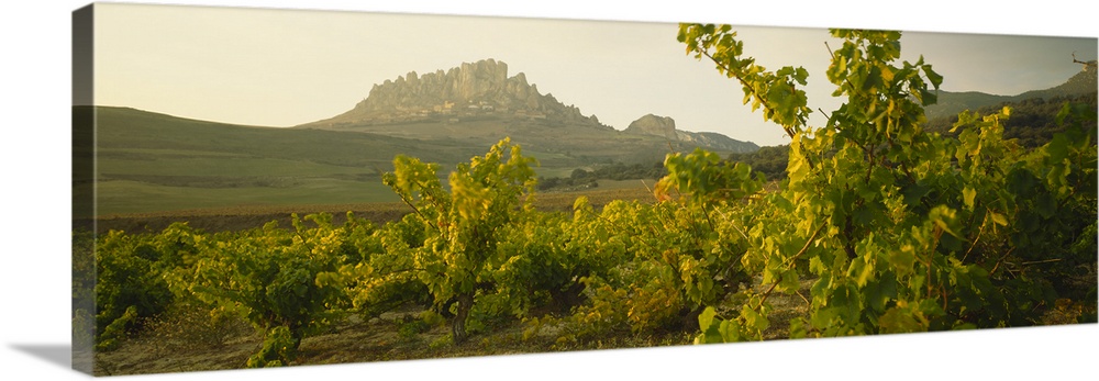 Vineyard on a landscape, La Rioja, Cellorigo, Spain