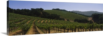 Vineyard on a landscape, Napa Valley, California