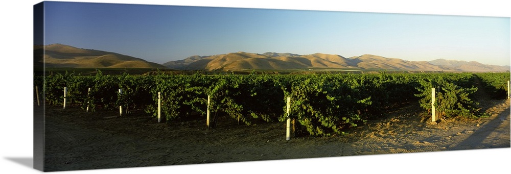 Vineyard on a landscape, Santa Ynez Valley, Santa Barbara County, California