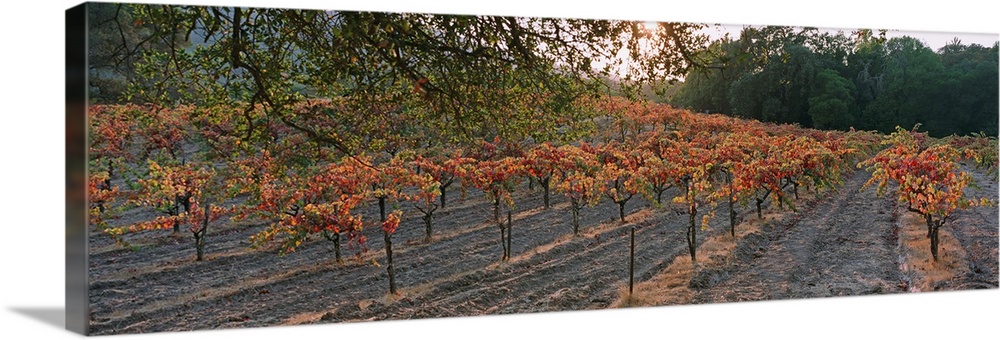 Vineyard on a landscape, Sonoma County, California