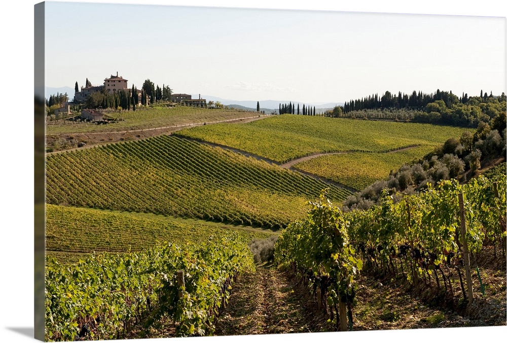 Vineyard, Route 429, Chianti Region, Tuscany, Italy