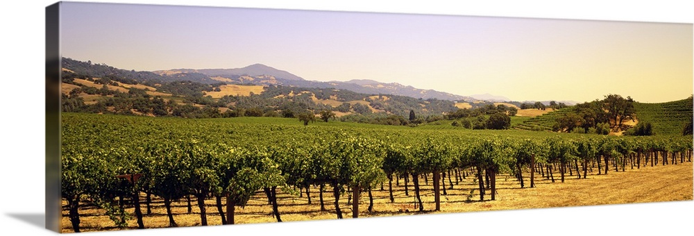 A panoramic view of a large vineyard that reaches far back with hills photographed in the background.