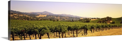 Vineyard Sonoma Co CA