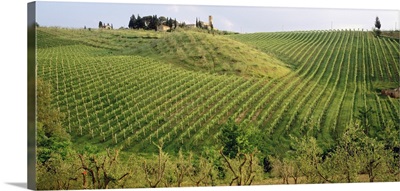 Vineyard Tuscany Italy