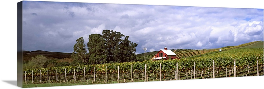 Vineyard, Wine Country, Napa Valley, California