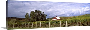 Vineyard, Wine Country, Napa Valley, California image thumbnail