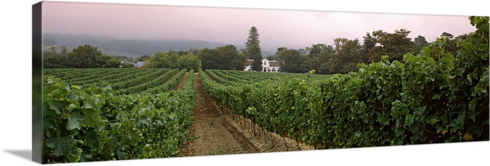 Long and horizontal photo of a vineyard with rows of vines at sunset in South Africa.