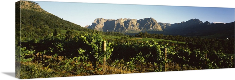 Vineyard with Groot Drakenstein mountains in the background, Stellenbosch, Cape Winelands, Western Cape Province, South Af...