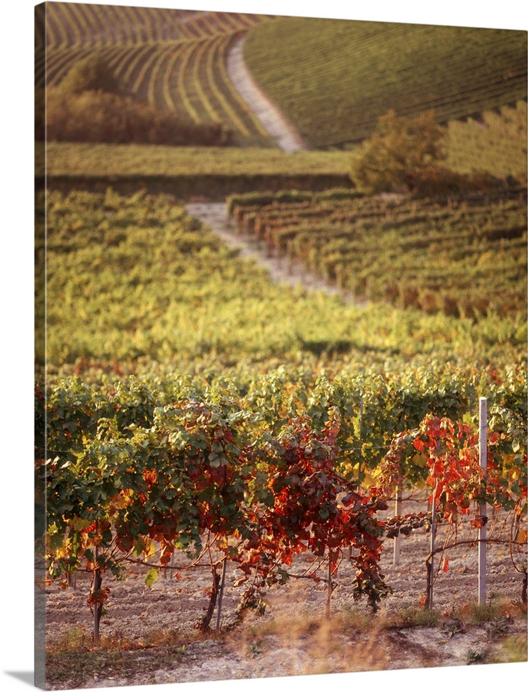 A large photograph of a wine vineyard that shows vines close up and going back toward more land.