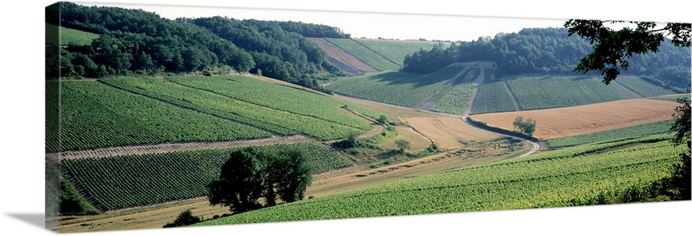 Vineyards Chablis France