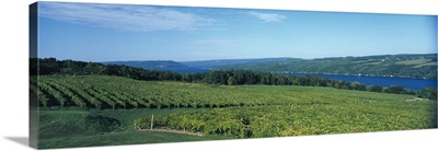 Vineyards Finger Lakes Region NY