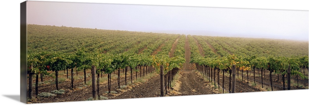 Vineyards Geyserville CA