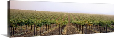 Vineyards Geyserville CA