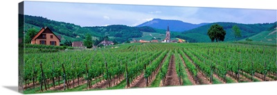 Vineyards in Alsace St. Hippolyte Alsace France