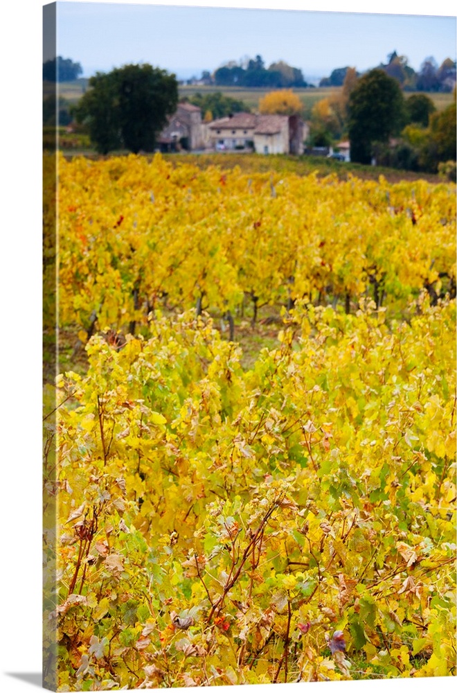 Vineyards in autumn, Montagne, Gironde, France