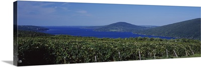Vineyards Near A Lake, Canandaigua Lake, Finger Lakes, New York State
