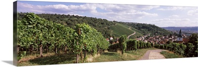 Vineyards, Obertuerkheim, Stuttgart, Baden Wurttemberg, Germany