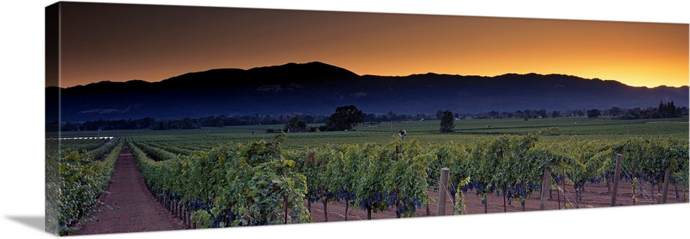 Panoramic photograph shows endless rows of grapes sitting on vines contrasted by a mountain range in the background that i...