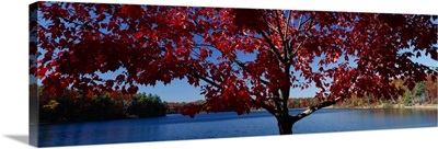 Walden Pond Concord MA Fall color