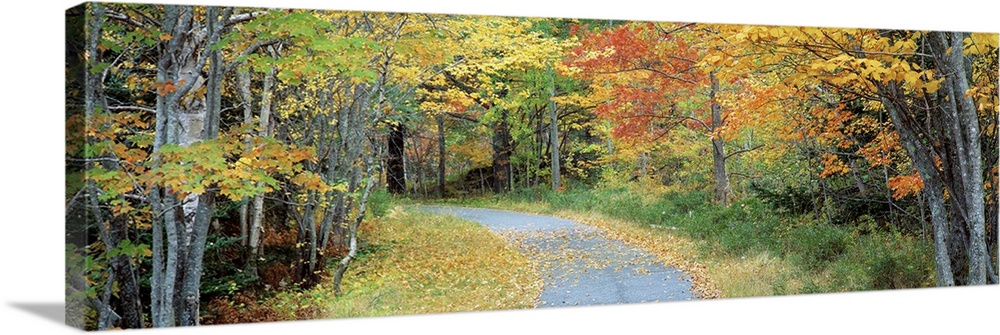 Big landscape photograph of a curving path surrounded on both sides by a forest of autumn colored trees, in Acadia Nationa...