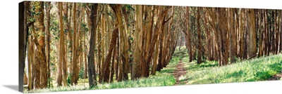 Walkway passing through a forest, The Presidio, San Francisco, California