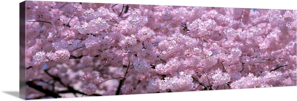 Panoramic wall art, densely packed cherry blossoms growing on the Potomac in the spring.