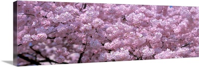 Washington DC, Close-up of cherry blossoms