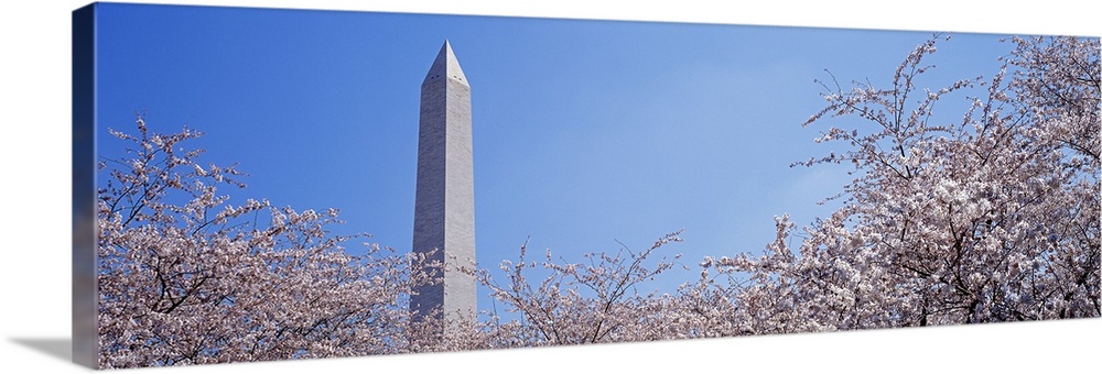 Washington Monument behind cherry blossom trees, Washington DC