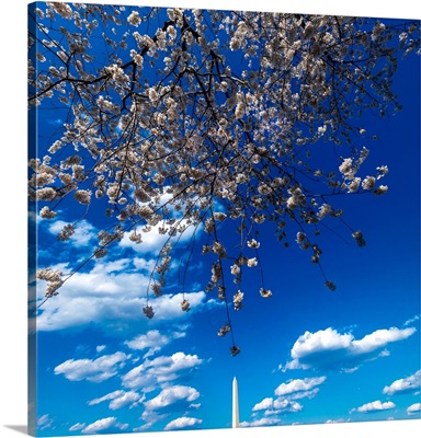 Washington Monument Framed By Cherry Blossoms On Tidal Basin, Washington D.C.