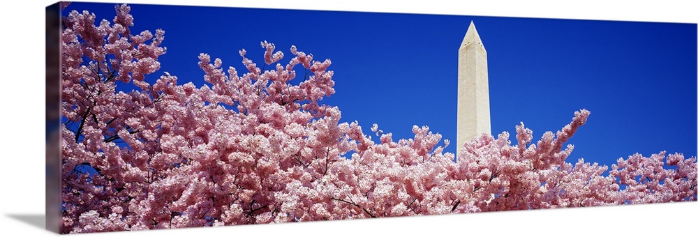 Panoramic photograph of the Washington Monument peaking out over the top of a blooming cherry tree in the foreground, agai...