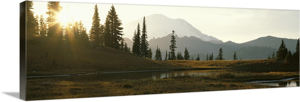 Horizontal, large photograph of the sun setting over a tree covered hillside in Mount Rainier National Park in Washington,...
