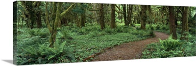 Washington, Olympic National Park, Empty path in the rainforest