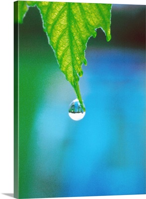 Water drop falling from leaf