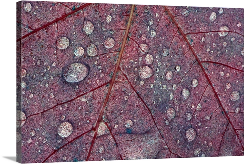 Water droplets on maple leaf, detail.