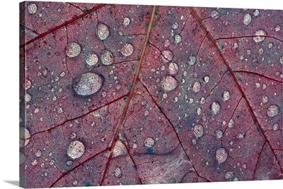 Water droplets on maple leaf, detail.